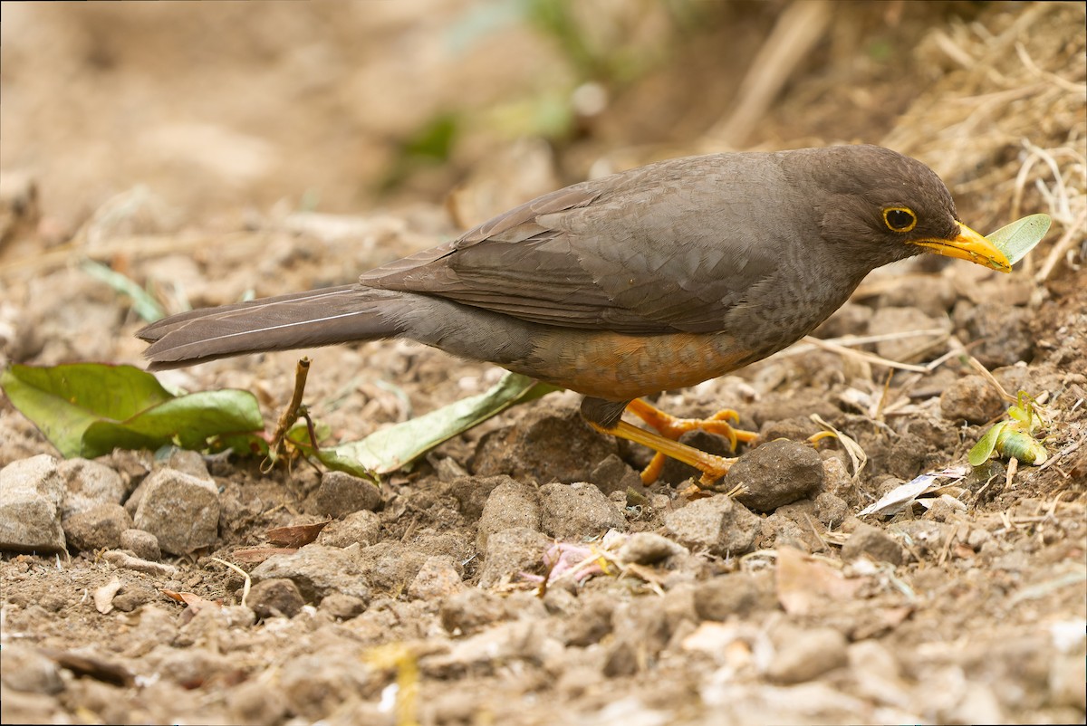 ハイガシラツグミ（javanicus／biesenbachi） - ML612776038