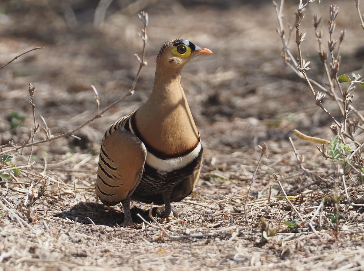 Four-banded Sandgrouse - Stephan Lorenz