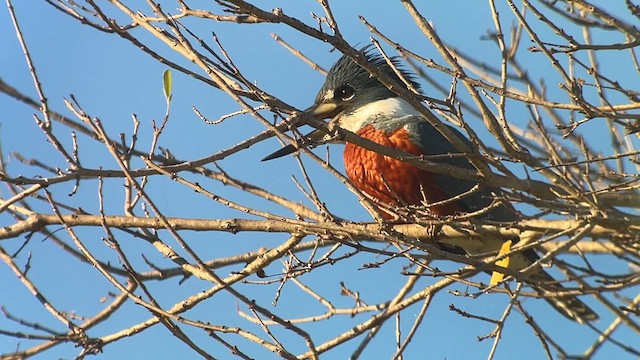 Martin-pêcheur à ventre roux - ML612776117