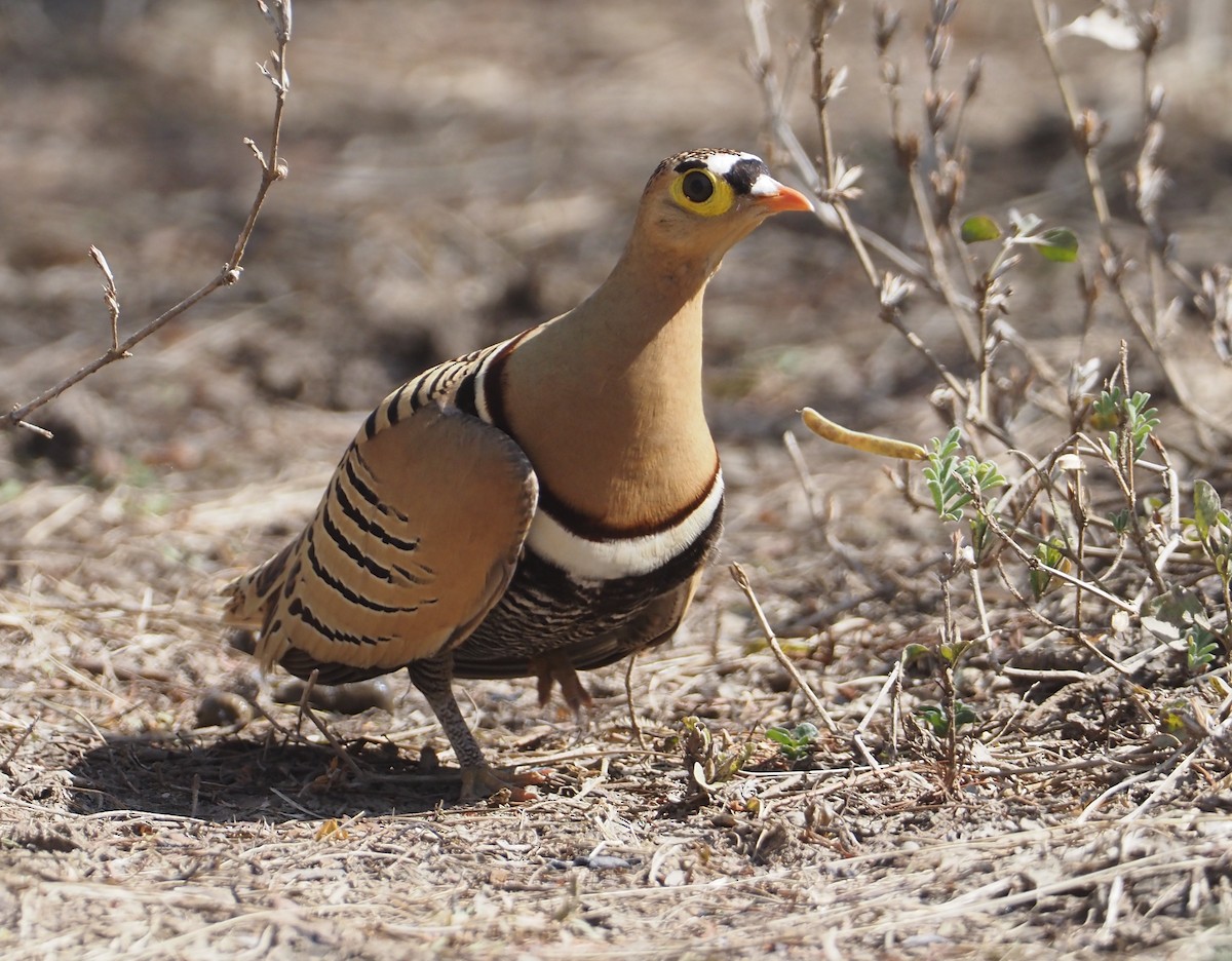 Four-banded Sandgrouse - ML612776120