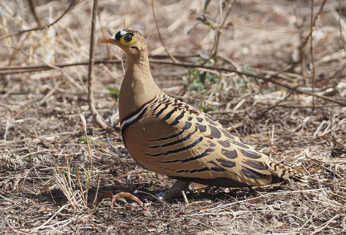 Four-banded Sandgrouse - Stephan Lorenz