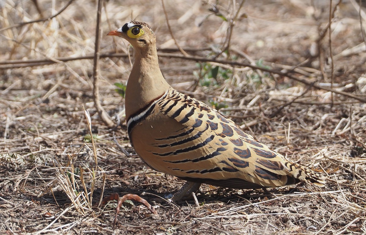 Four-banded Sandgrouse - ML612776144