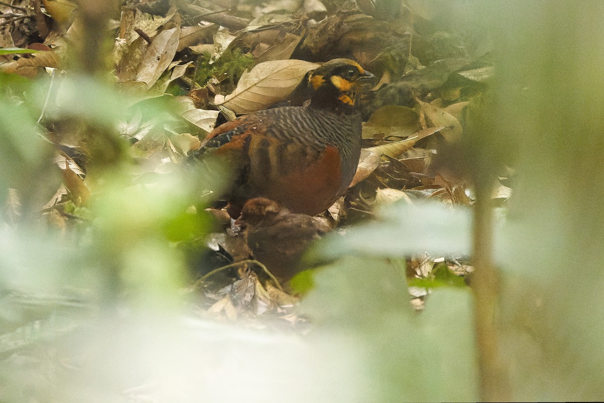 Chestnut-bellied Partridge - ML612776171