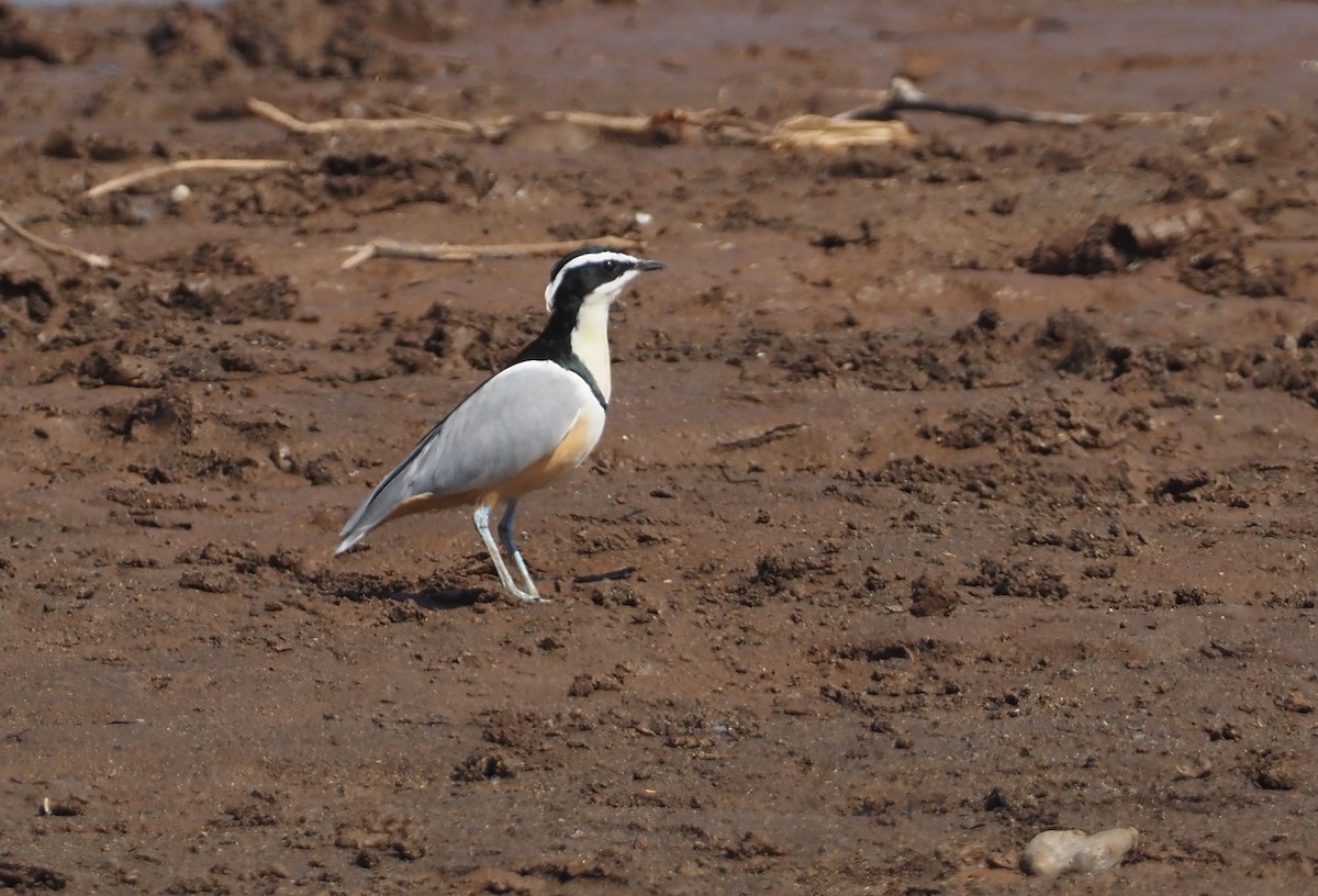 Egyptian Plover - Stephan Lorenz