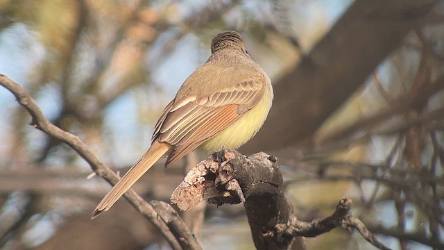 Nutting's Flycatcher - ML612776193