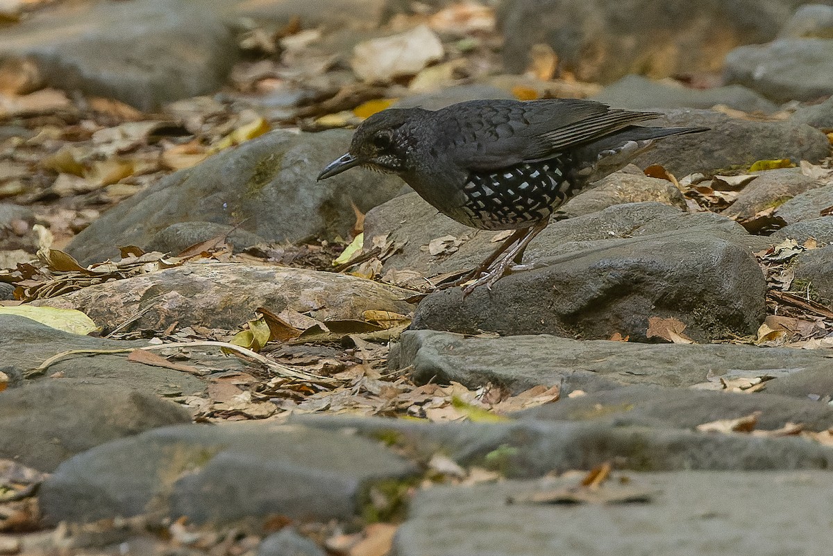 Sunda Thrush - Joachim Bertrands