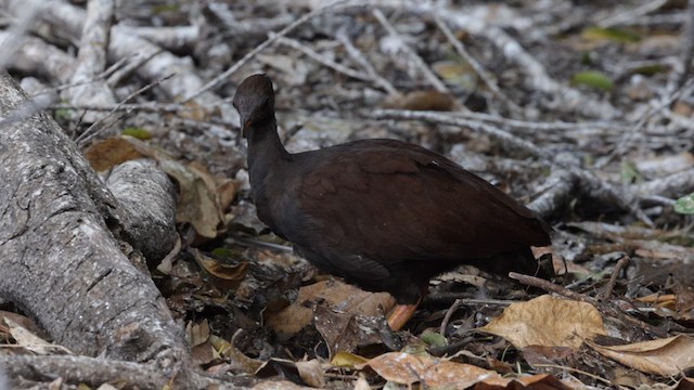 Rotbein-Großfußhuhn - ML612776203