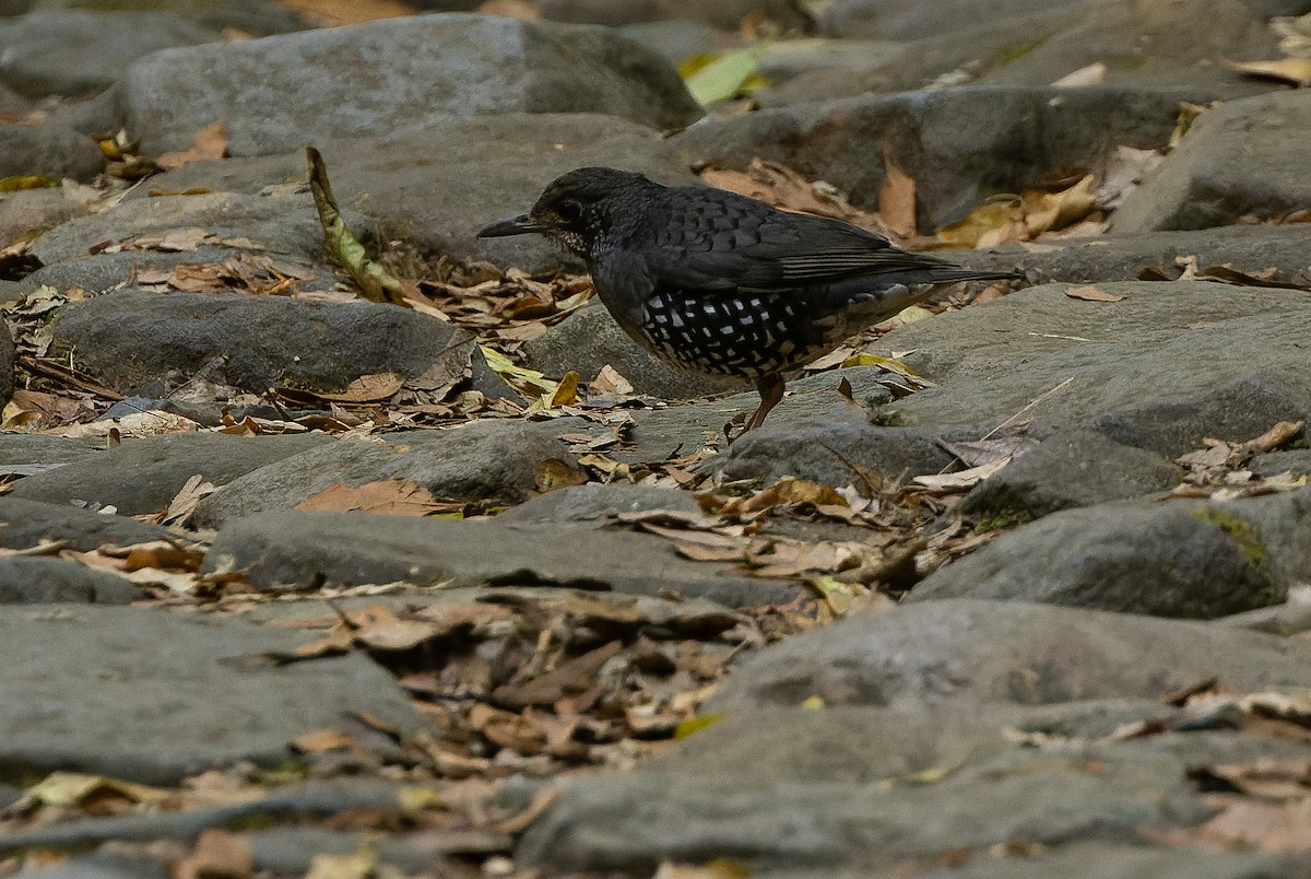 Sunda Thrush - Joachim Bertrands