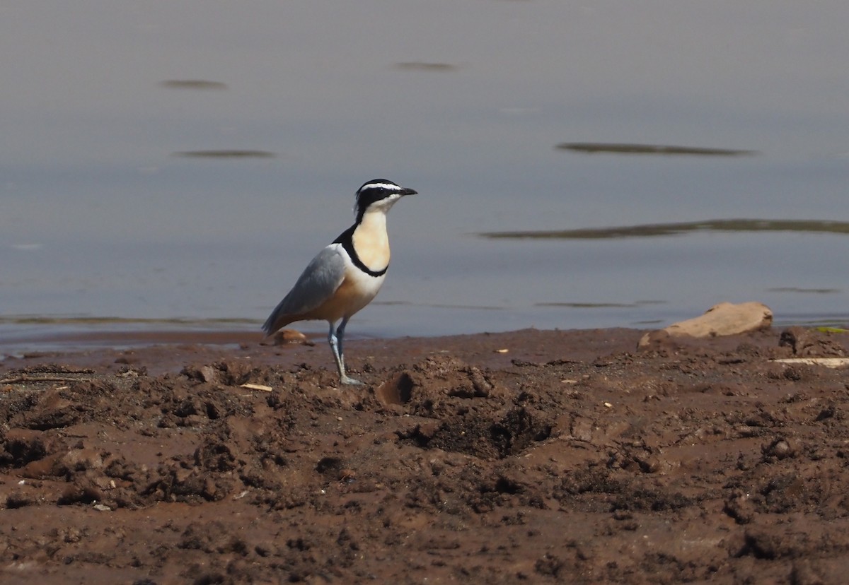 Egyptian Plover - Stephan Lorenz