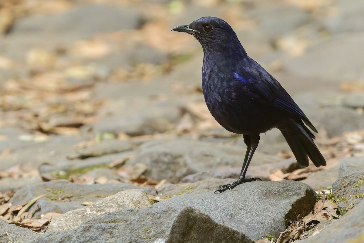 Javan Whistling-Thrush - ML612776236