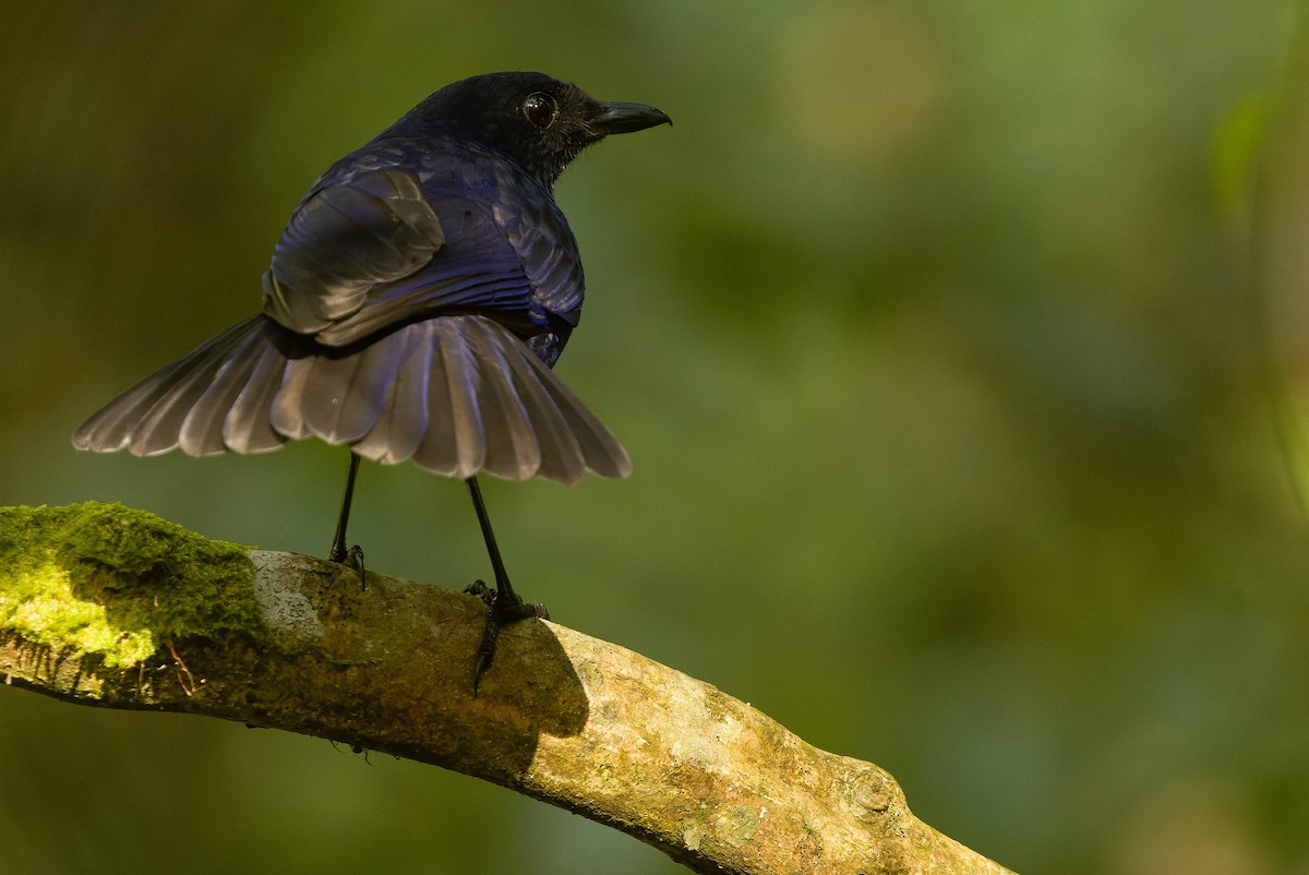 Javan Whistling-Thrush - ML612776244