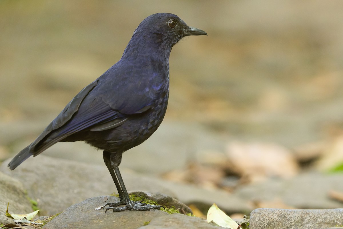 Javan Whistling-Thrush - Joachim Bertrands