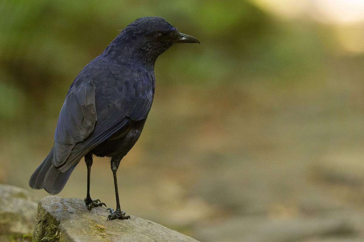 Javan Whistling-Thrush - ML612776250