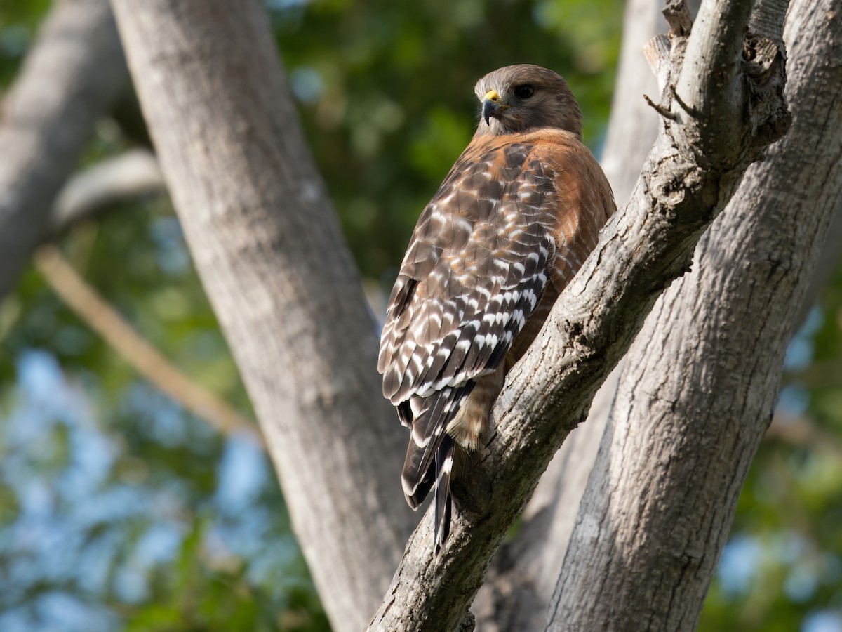 Red-shouldered Hawk - ML612776256