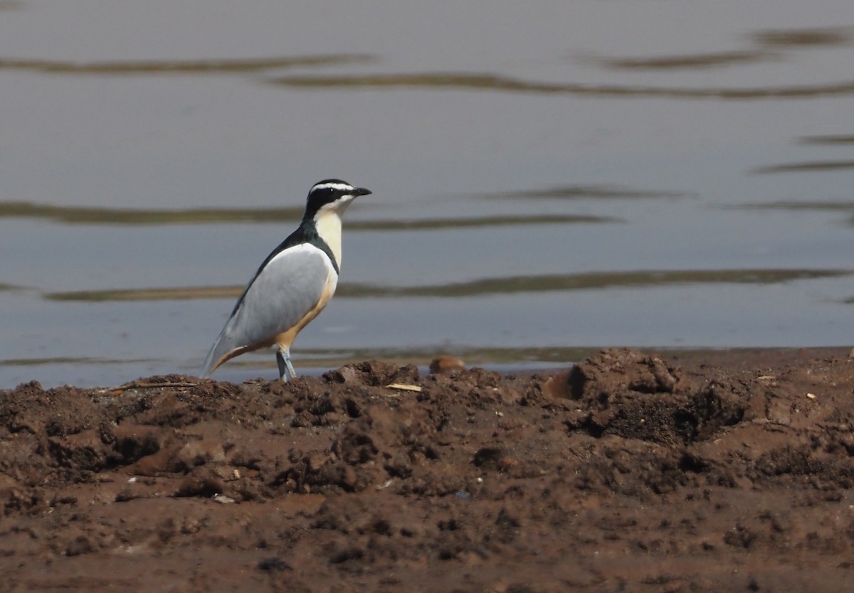 Egyptian Plover - Stephan Lorenz