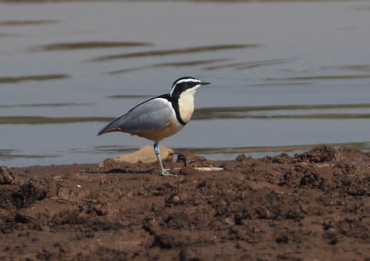 Egyptian Plover - Stephan Lorenz