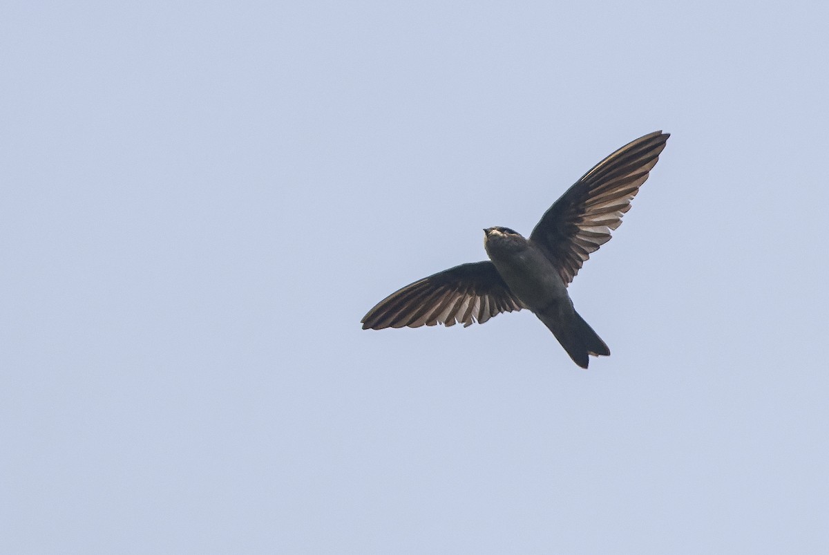 dark swiftlet sp. - Joachim Bertrands