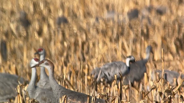 Common Crane - ML612776318