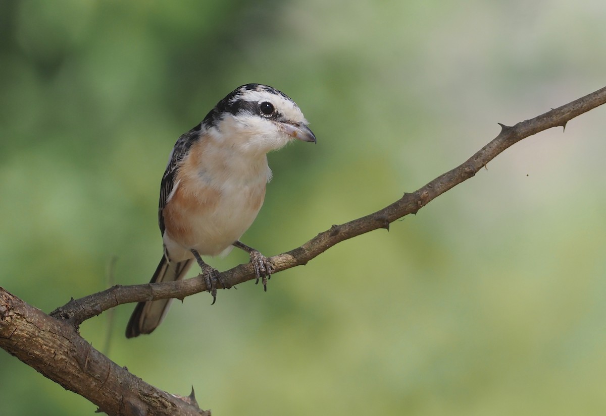 Masked Shrike - Stephan Lorenz