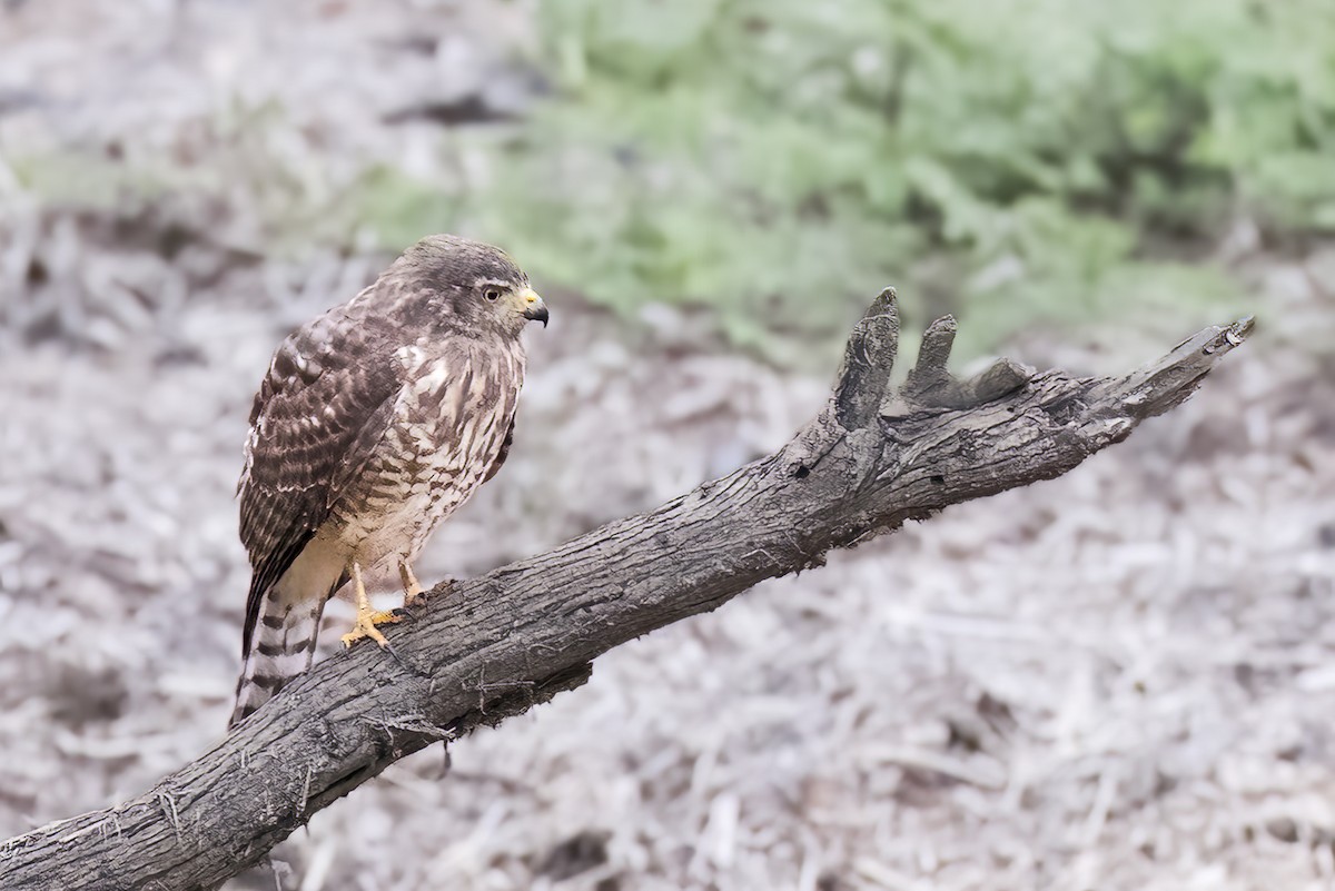 Roadside Hawk - Tena Gardiner