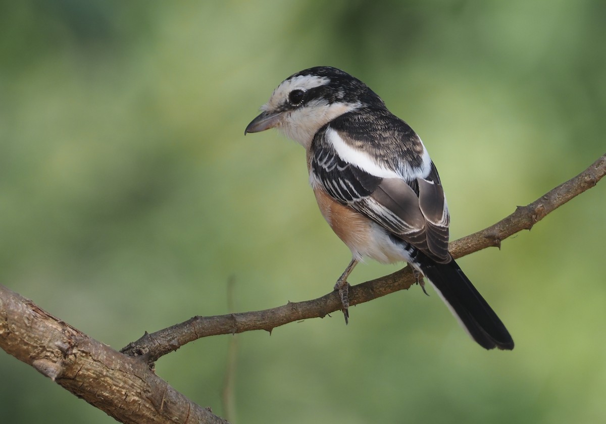 Masked Shrike - Stephan Lorenz