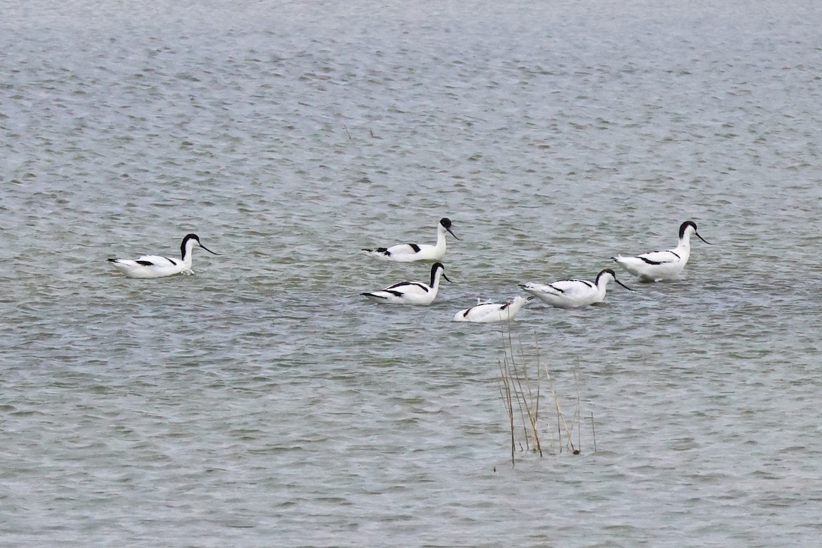 Pied Avocet - ML612776332