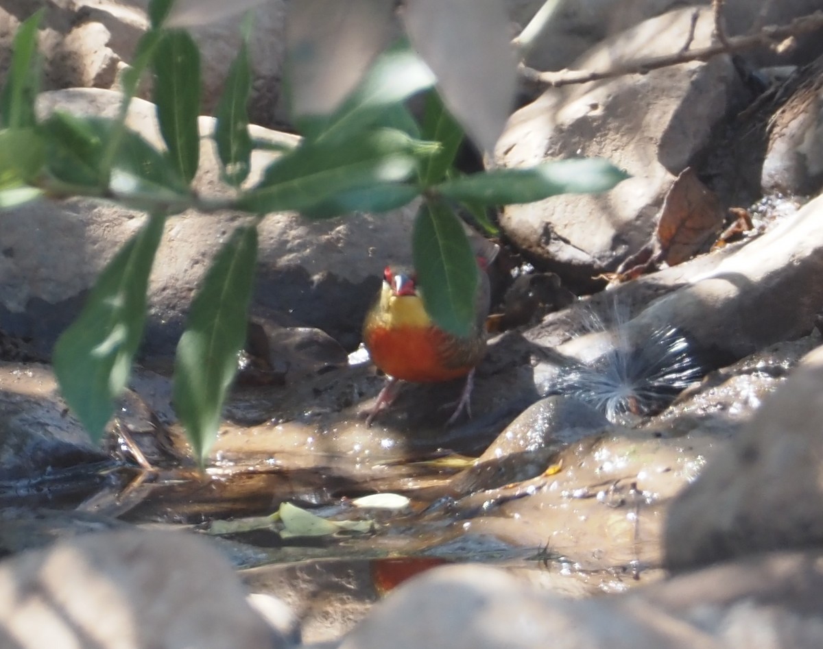 Zebra Waxbill - Stephan Lorenz