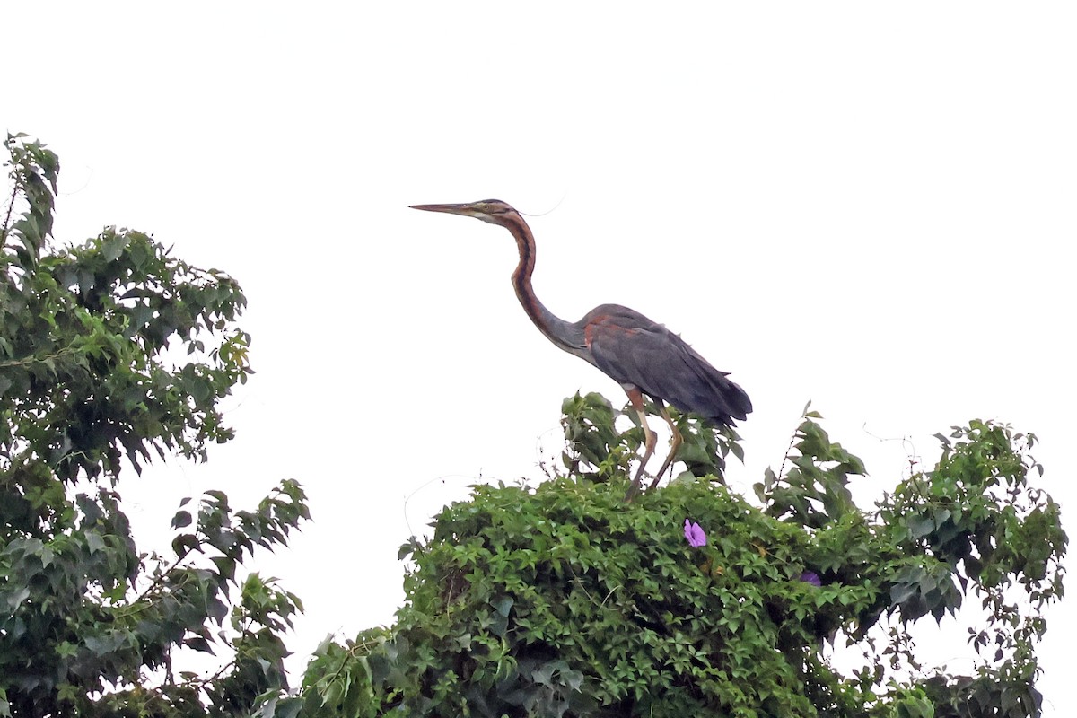 Purple Heron - ML612776336