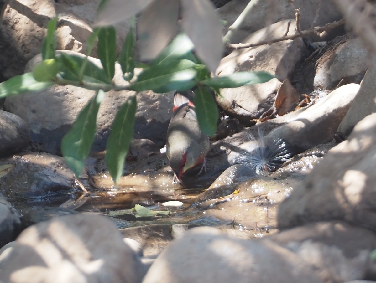 Zebra Waxbill - Stephan Lorenz