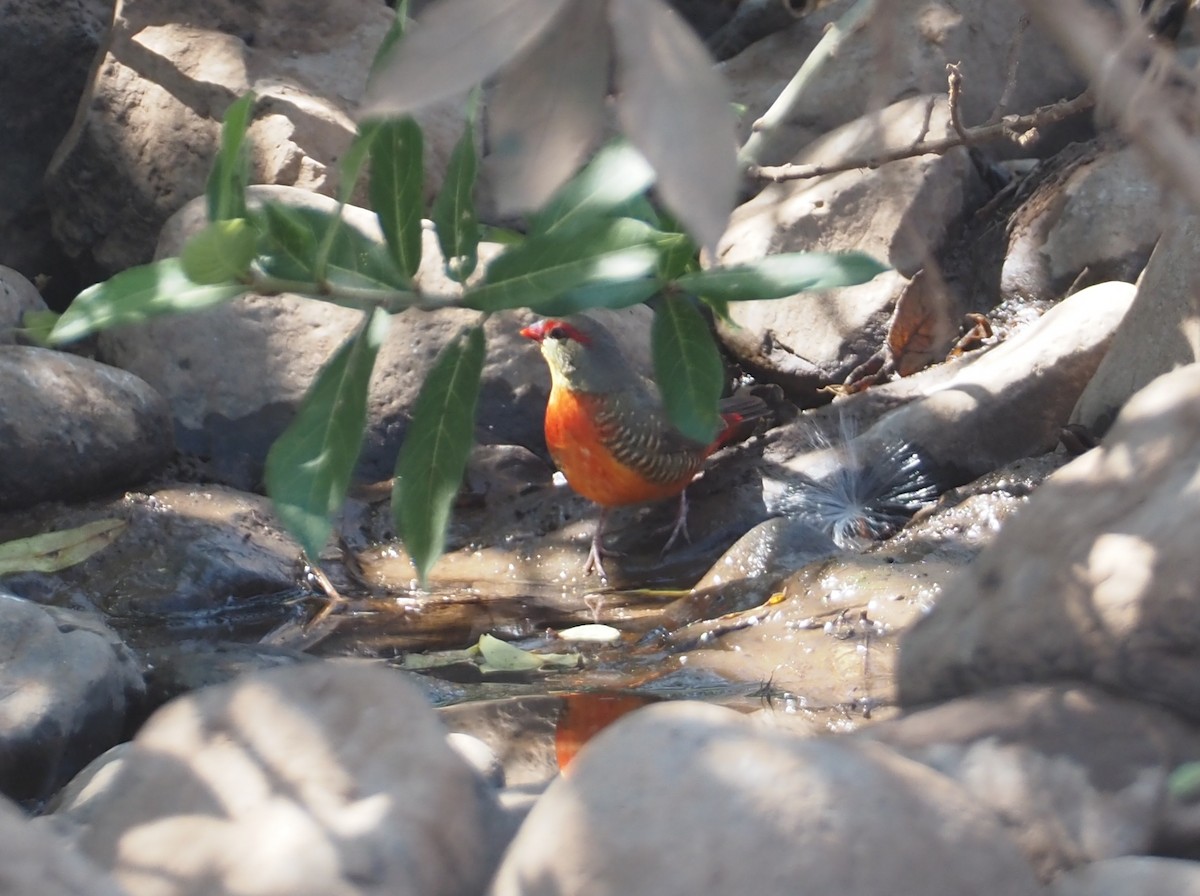 Zebra Waxbill - Stephan Lorenz