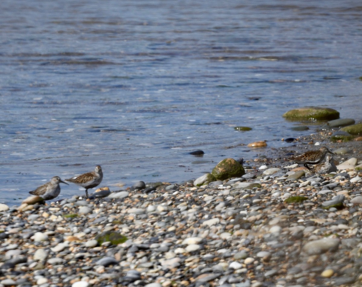 Dunlin - ML612776362