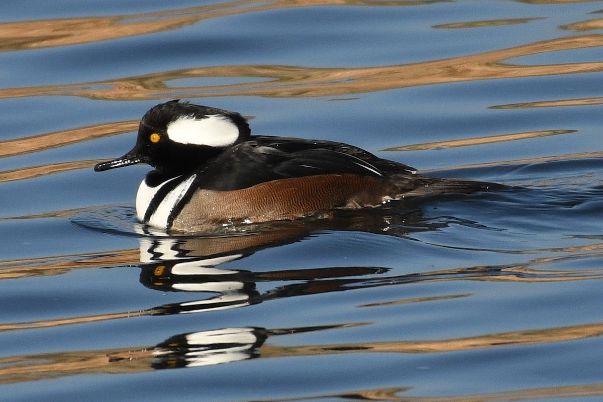 Hooded Merganser - Scott Gruwell