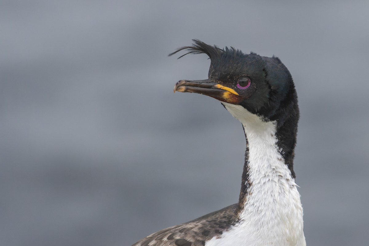 Auckland Islands Shag - ML612776375