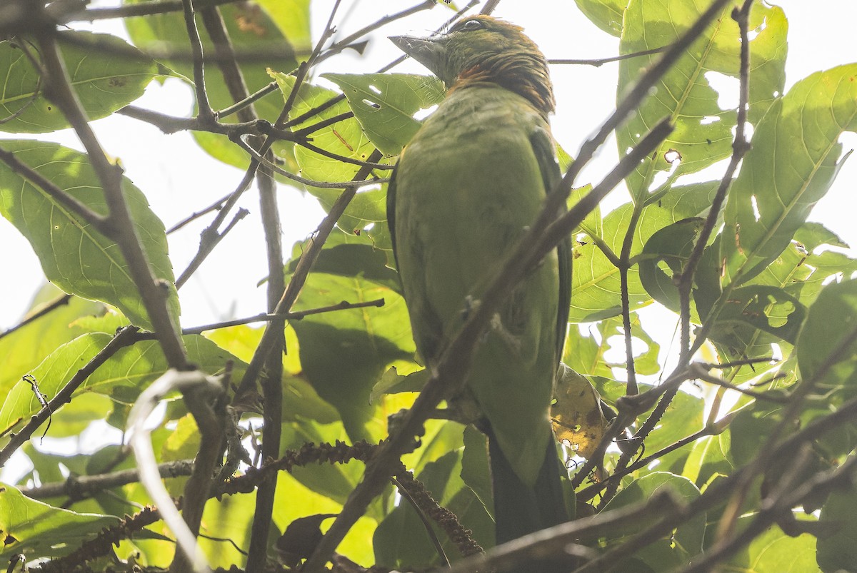 Flame-fronted Barbet - Joachim Bertrands