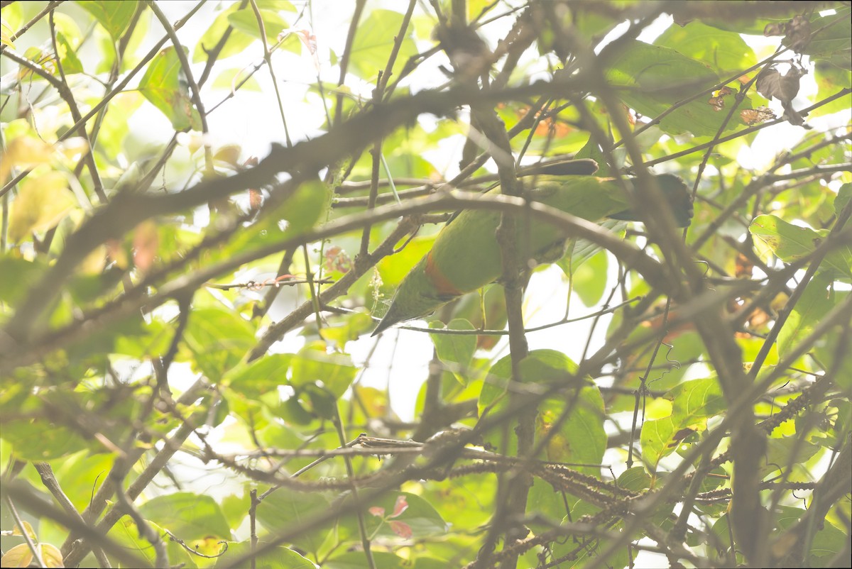 Flame-fronted Barbet - Joachim Bertrands