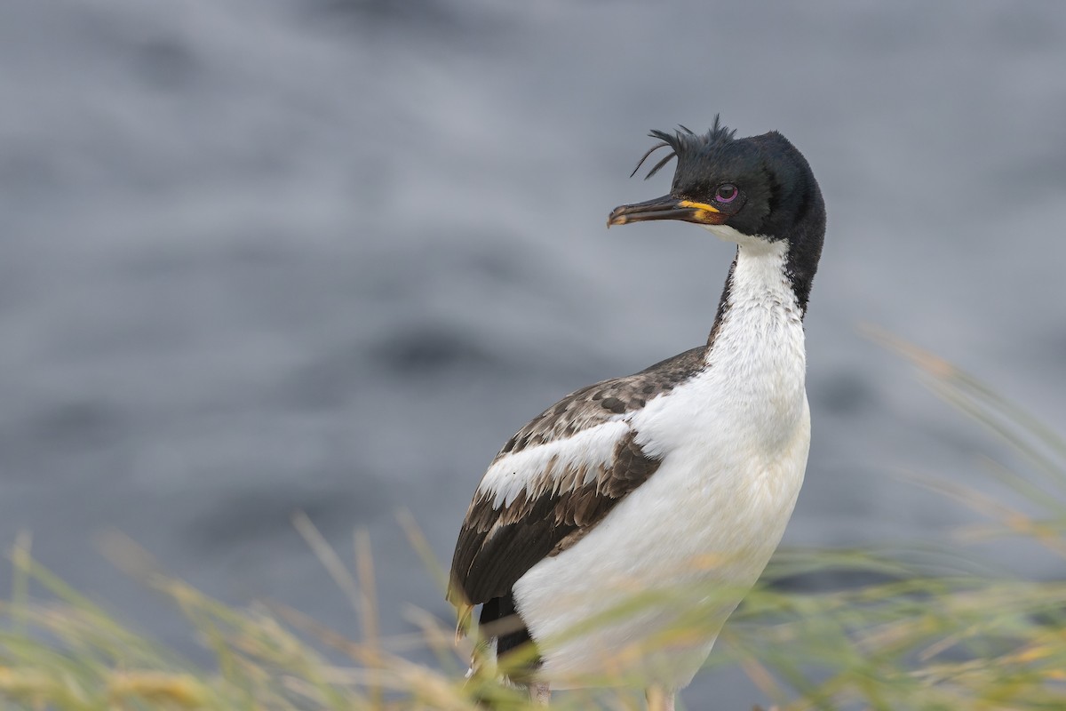 Cormorán de las Auckland - ML612776381