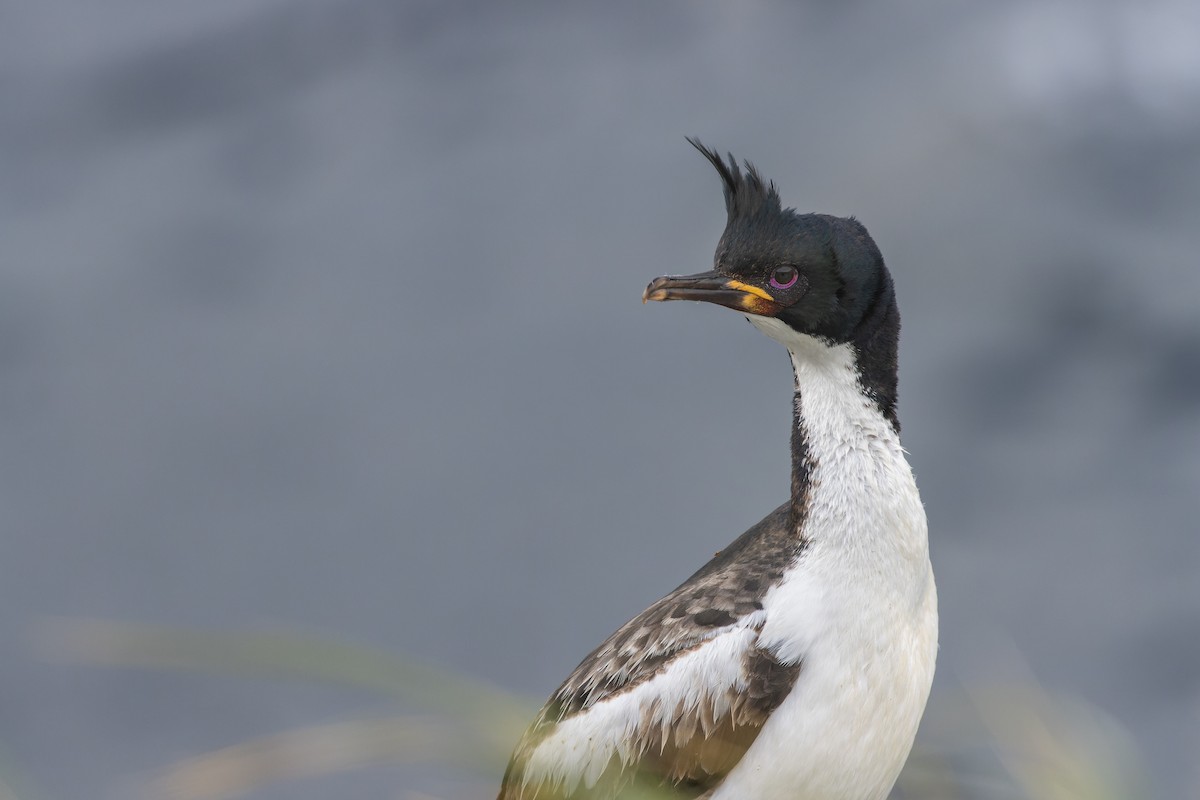 Cormorán de las Auckland - ML612776382