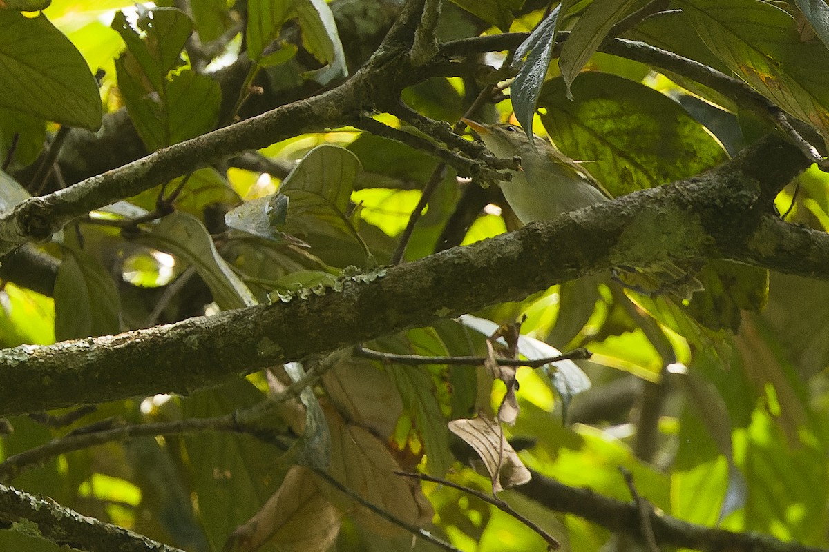 Eastern Crowned Warbler - Joachim Bertrands