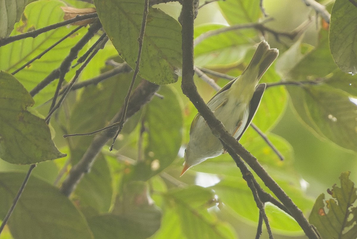 Eastern Crowned Warbler - Joachim Bertrands