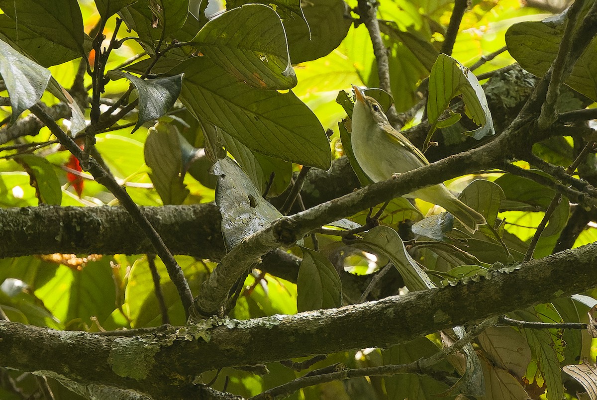 Eastern Crowned Warbler - ML612776393