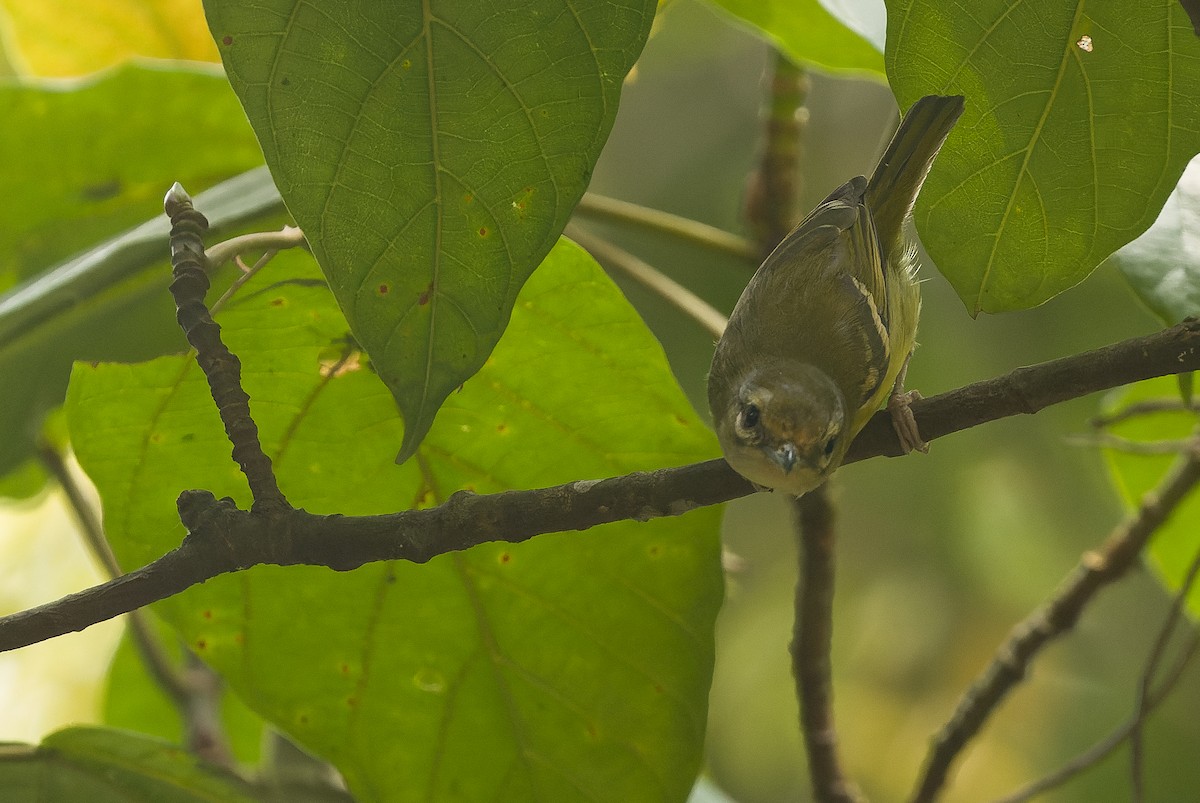 Rotstirn-Würgervireo - ML612776402