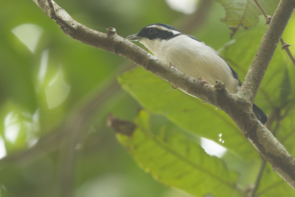 Pied Shrike-Babbler - ML612776406