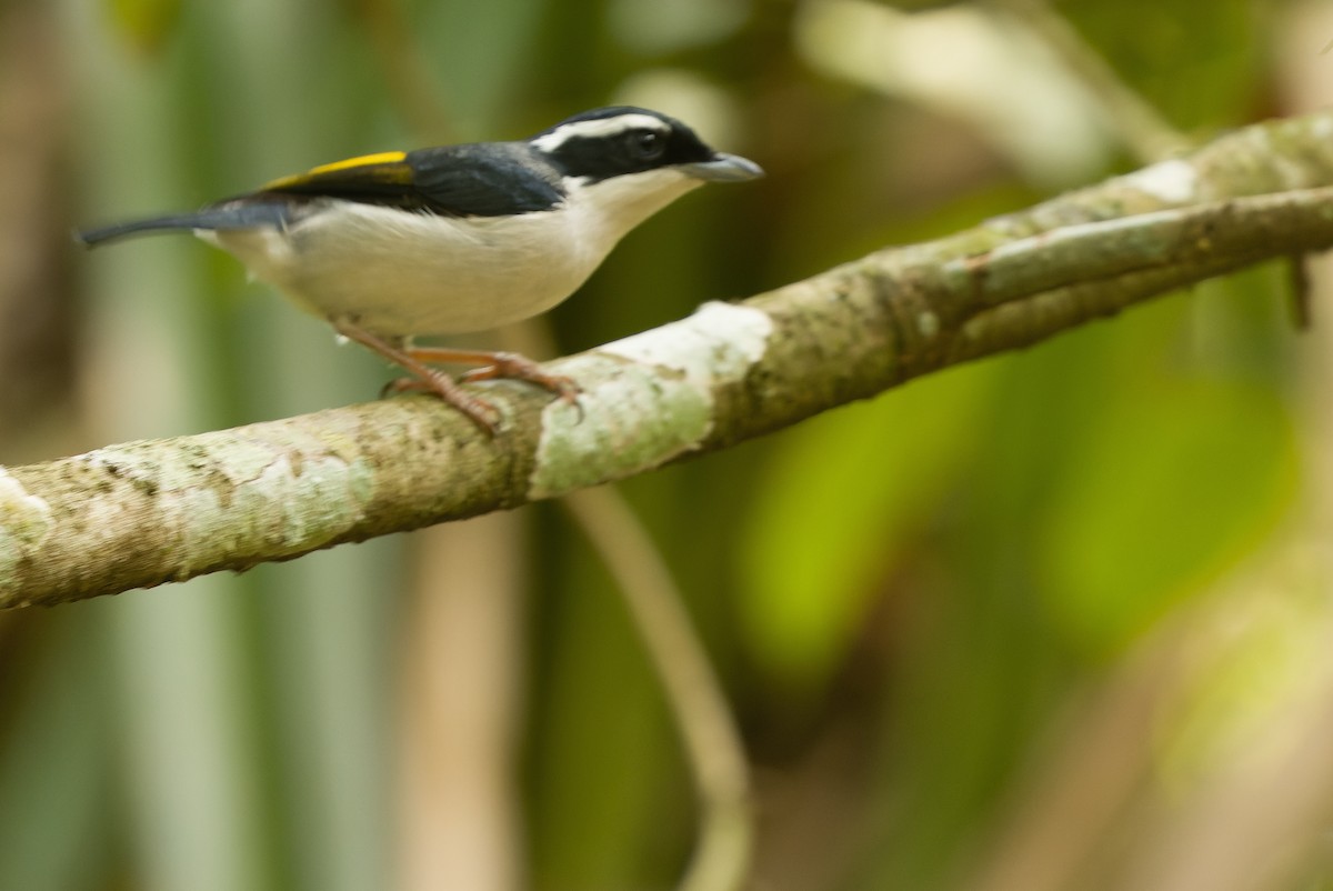 Pied Shrike-Babbler - Joachim Bertrands