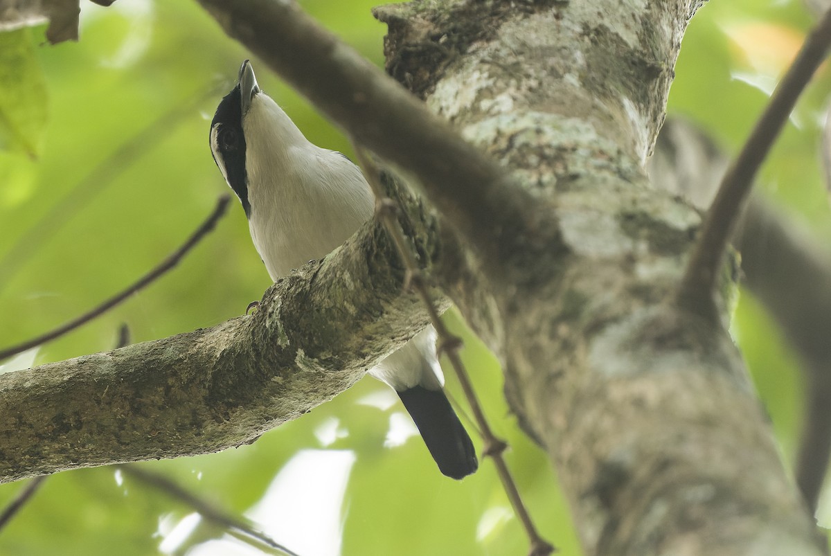 Pied Shrike-Babbler - ML612776408