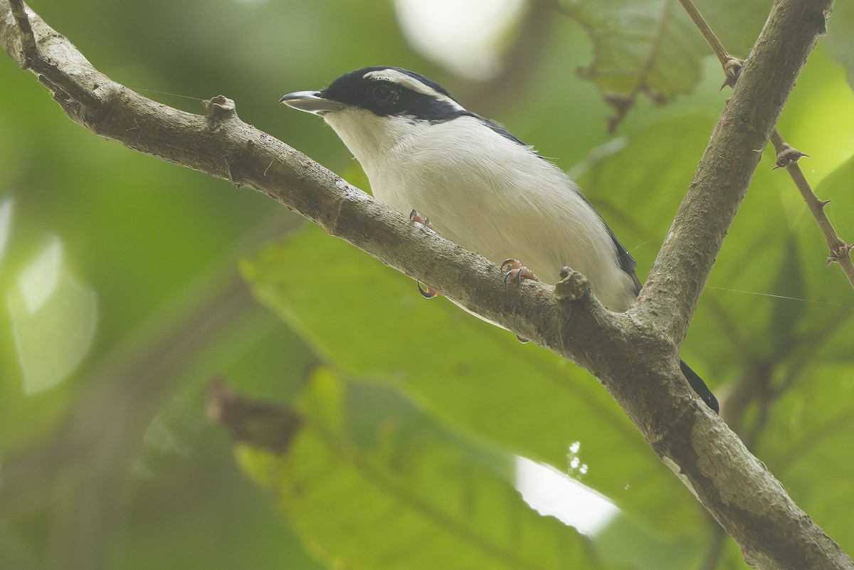 Pied Shrike-Babbler - ML612776409