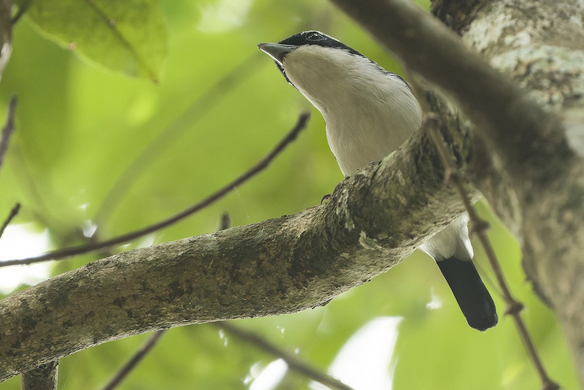 Pied Shrike-Babbler - ML612776410