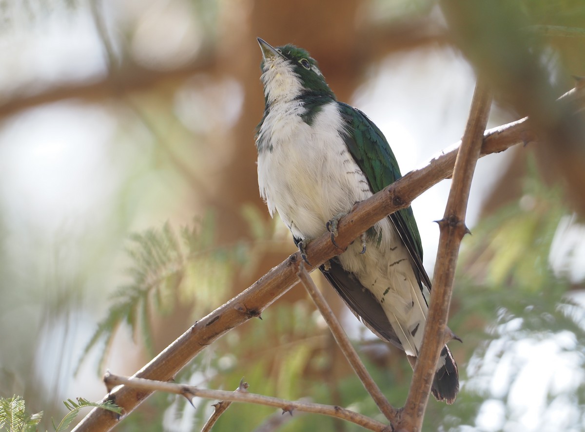 Klaas's Cuckoo - Stephan Lorenz