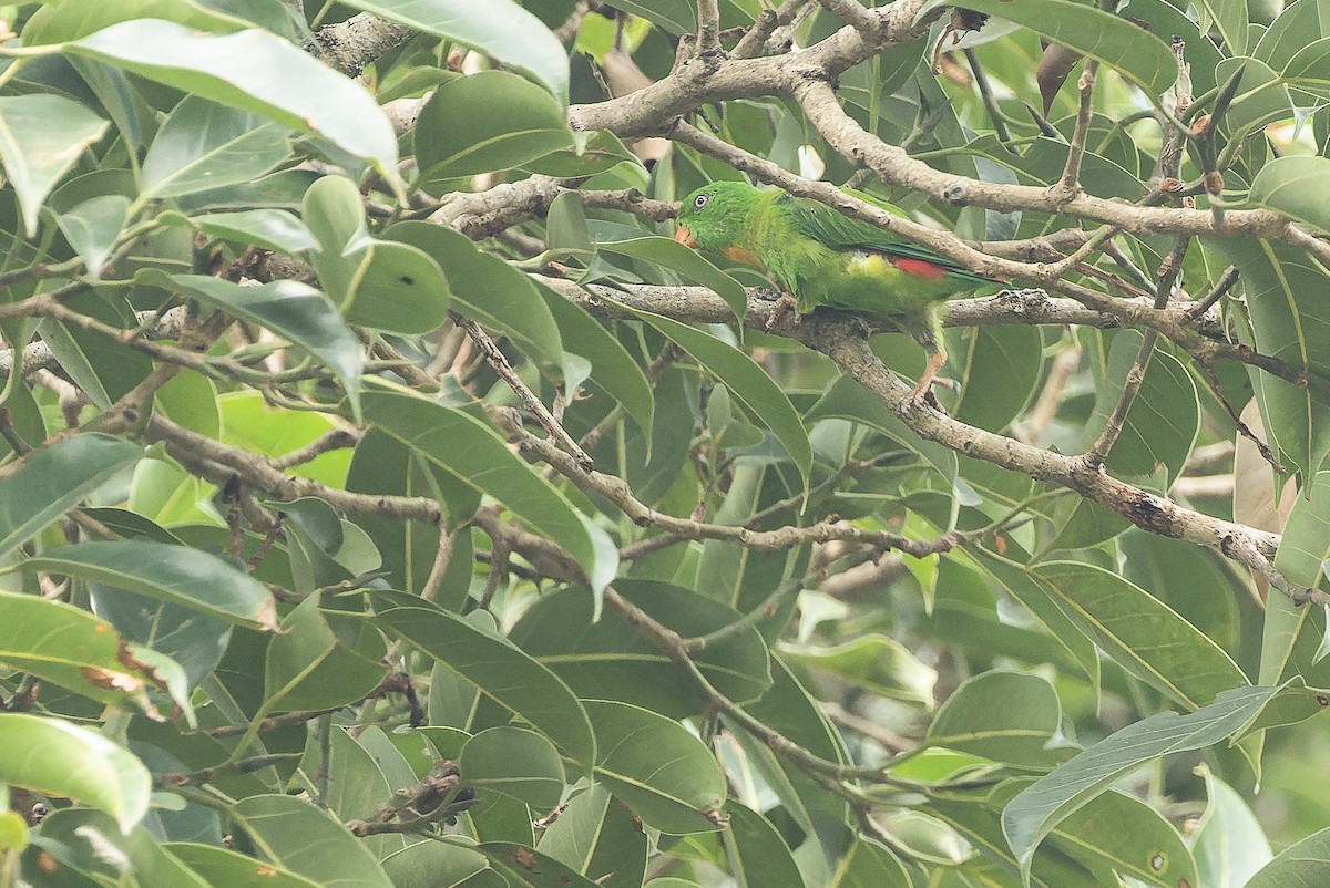 Yellow-throated Hanging-Parrot - Joachim Bertrands