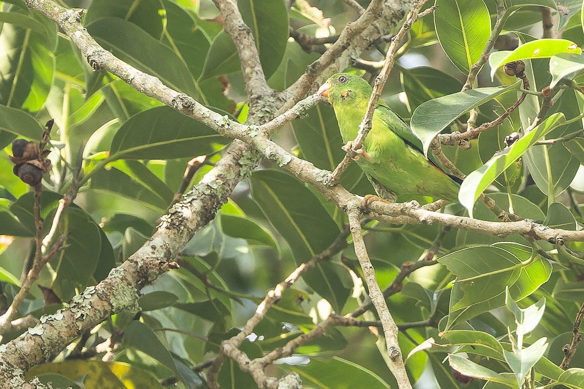 Yellow-throated Hanging-Parrot - Joachim Bertrands