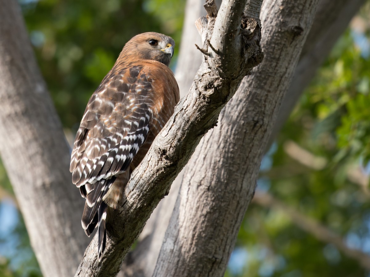 Red-shouldered Hawk - ML612776447